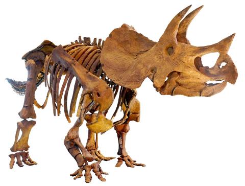 Triceratops skeleton 