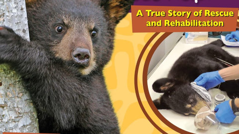 In the foreground, a black bear cub clings to a tree trunk. In the background, hands wearing surgical gloves work on a sedated bear cub. Text reads, "A true story of rescue and rehabilitation."