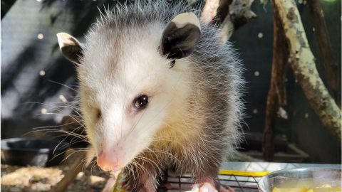 A Virginia opossum with one eye looks directly into the camera.