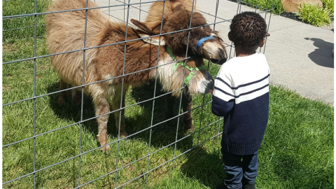 A little boy in a striped sweater pets two small donkeys through a wire fence.