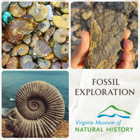 Images of fossils and the text "Fossil Exploration, Virginia Museum of Natural History"