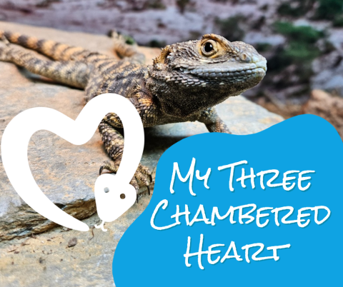 A brown and gray lizard sits on a rock, looking at the camera. Superimposed on top of it, a logo of a cartoon snake curled in the shape of a heart and the words "My Three Chambered Heart" in white on a bright blue color splotch.