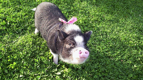 Daisy, a black and white potbellied pig wearing a pink bow, stands on a field of green grass.