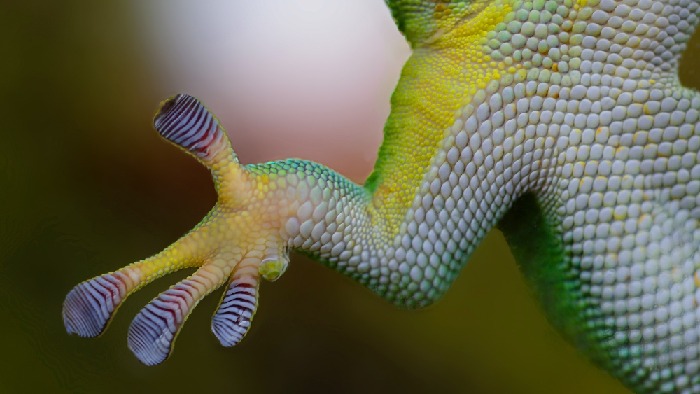 Close-up of a lizard's foot, with the pads of its toes clearly visible.